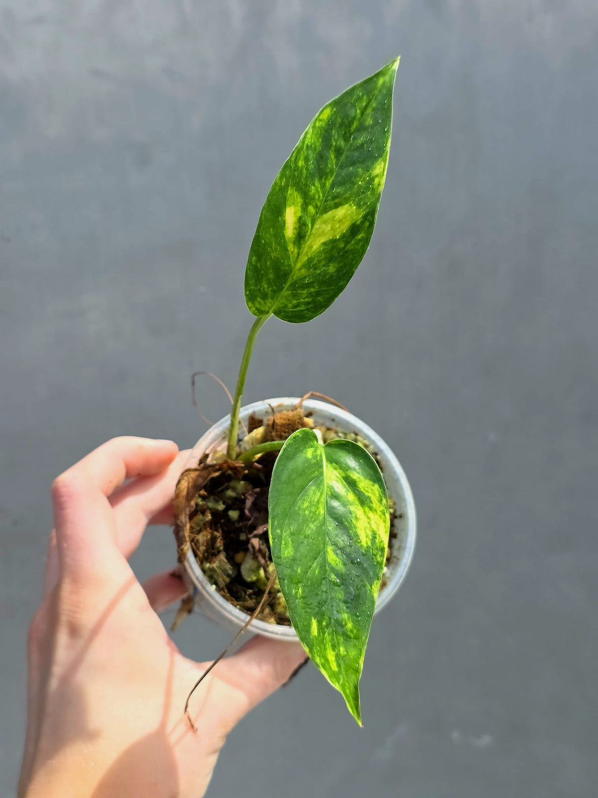 RARE Variegated 'Golden Flame' Epipremnum Pinnatum Plant - Variegated Yellow Flame - SAME Plant - US Seller