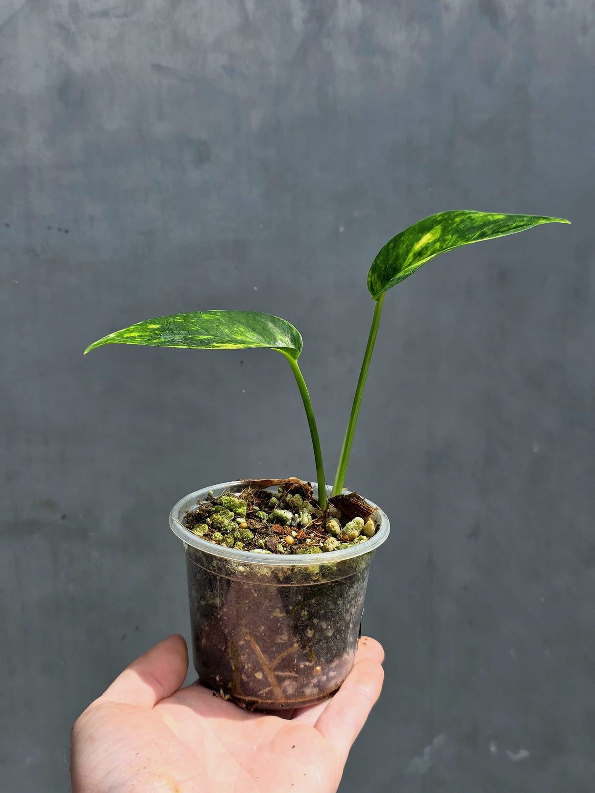 RARE Variegated 'Golden Flame' Epipremnum Pinnatum Plant - Variegated Yellow Flame - SAME Plant - US Seller