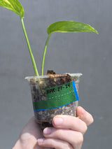 RARE Variegated 'Golden Flame' Epipremnum Pinnatum Plant - Variegated Yellow Flame - SAME Plant - US Seller