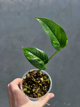 RARE Variegated 'Golden Flame' Epipremnum Pinnatum Plant - Variegated Yellow Flame - EXACT Plant - US Seller