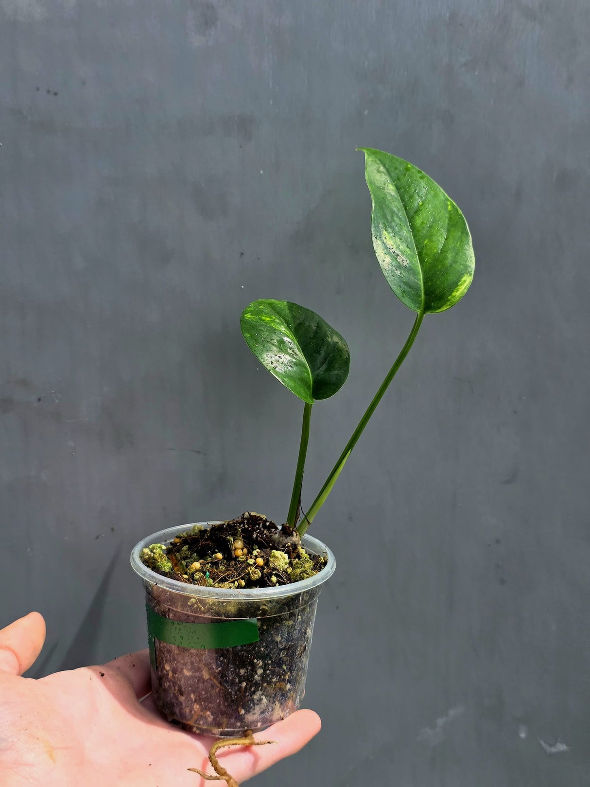RARE Variegated 'Golden Flame' Epipremnum Pinnatum Plant - Variegated Yellow Flame - EXACT Plant - US Seller