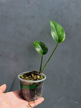 RARE Variegated 'Golden Flame' Epipremnum Pinnatum Plant - Variegated Yellow Flame - EXACT Plant - US Seller