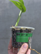RARE Variegated 'Golden Flame' Epipremnum Pinnatum Plant - Variegated Yellow Flame - EXACT Plant - US Seller