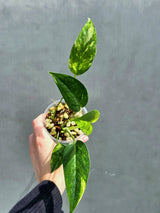RARE Variegated 'Golden Flame' Epipremnum Pinnatum Plant - Variegated Yellow Flame Indoor Plant - Exact Plant - US Seller
