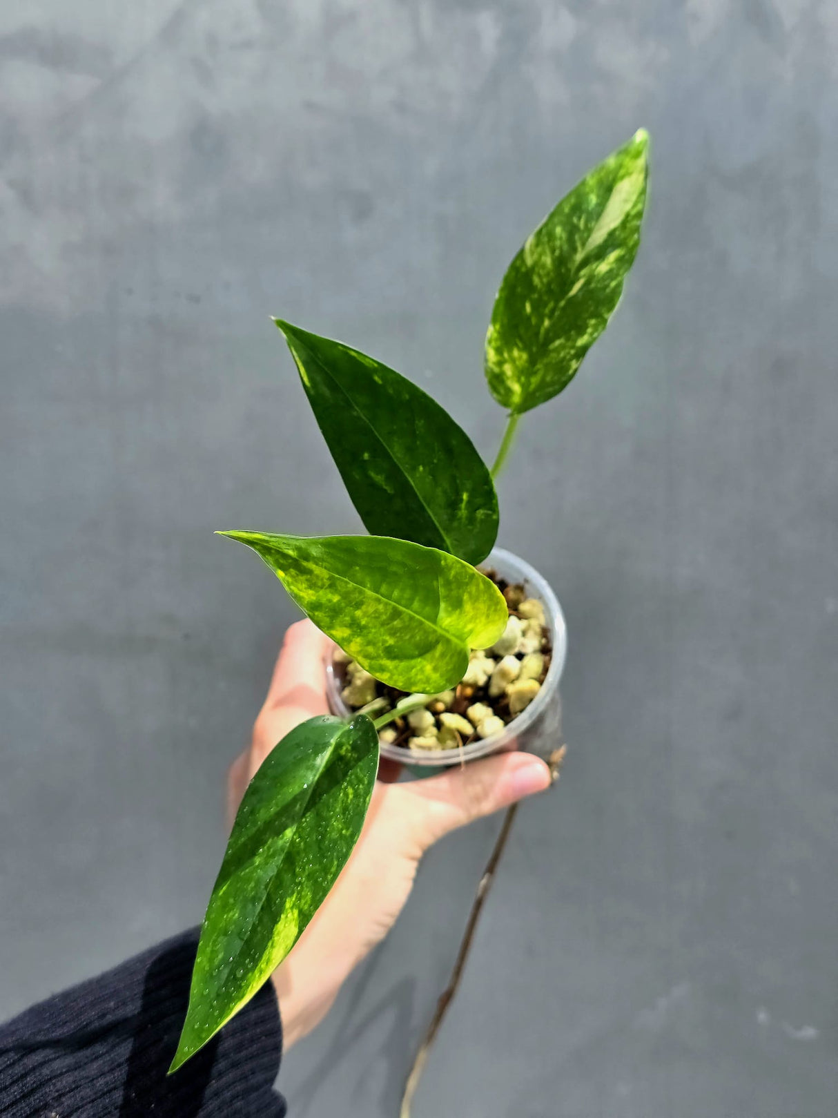 RARE Variegated 'Golden Flame' Epipremnum Pinnatum Plant - Variegated Yellow Flame Indoor Plant - Exact Plant - US Seller