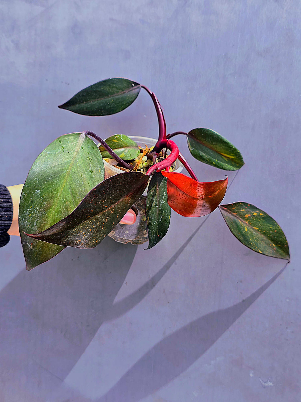 Philodendron Orange Princess Live Plant - Rare Collector Plant - Indoor Houseplant - Same Plant - US Seller