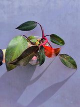 Philodendron Orange Princess Live Plant - Rare Collector Plant - Indoor Houseplant - Same Plant - US Seller