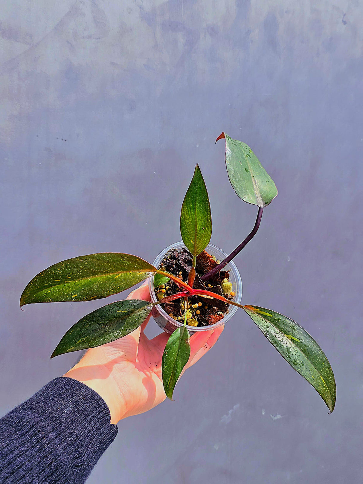 Philodendron Orange Princess Live Plant - Rare Collector Plant - Indoor Houseplant - Same Plant - US Seller