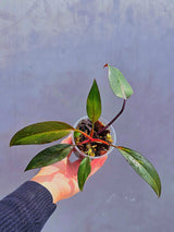 Philodendron Orange Princess Live Plant - Rare Collector Plant - Indoor Houseplant - Same Plant - US Seller