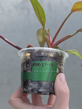 Philodendron Orange Princess Live Plant - Rare Collector Plant - Indoor Houseplant - Same Plant - US Seller