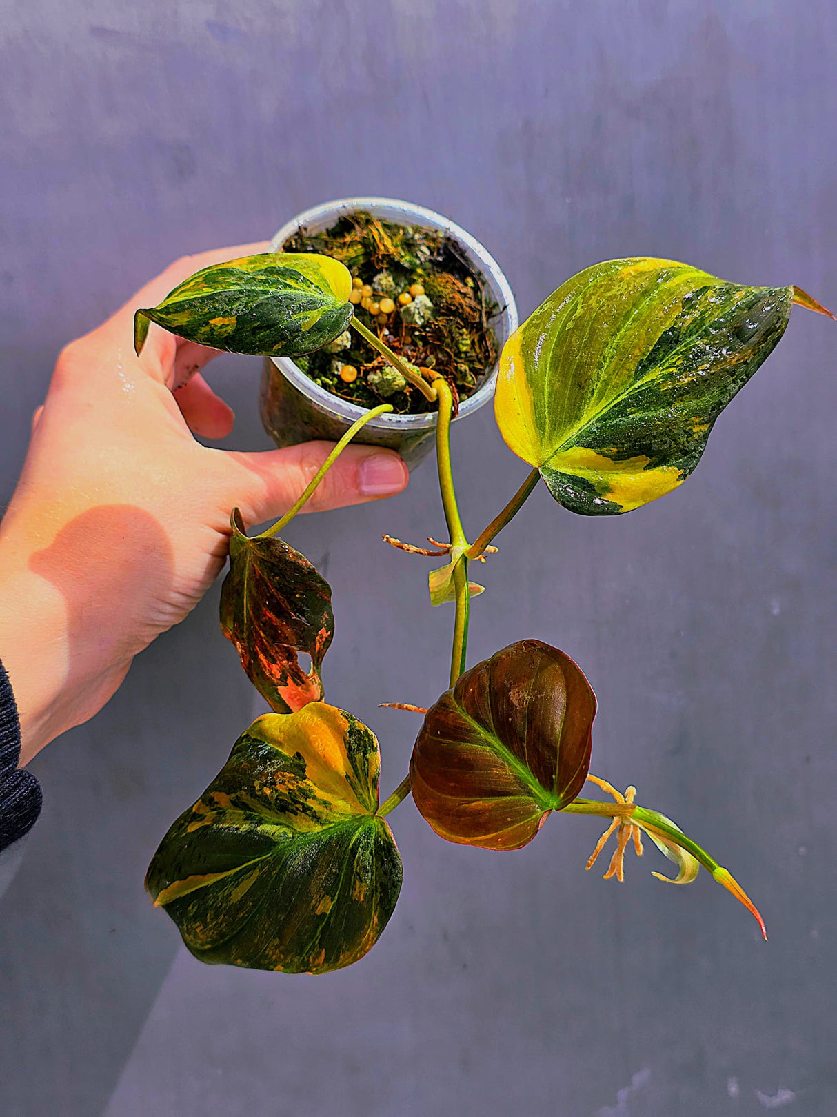 Variegated Philodendron Mican Aurea in a Nursery Pot - Rare Collector Plant - EXACT Plant - US SELLER