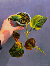 Variegated Philodendron Mican Aurea in a Nursery Pot - Rare Collector Plant - EXACT Plant - US SELLER
