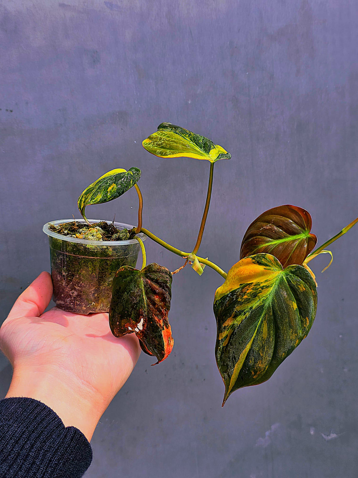 Variegated Philodendron Mican Aurea in a Nursery Pot - Rare Collector Plant - EXACT Plant - US SELLER