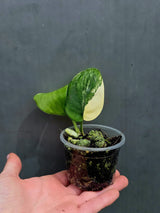 Variegated Scindapsus Pictus 'Jade Satin' Plant in a Nursery Pot - Rare Collector Plant - SAME Plant - US Seller