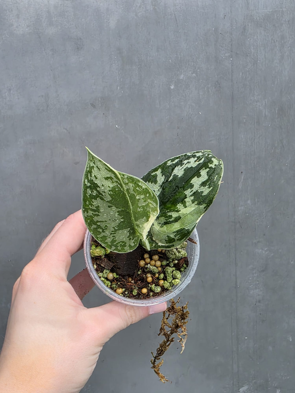 Variegated Scindapsus Mayari - Rare Collector Plant - EXACT Same Plant - US Seller