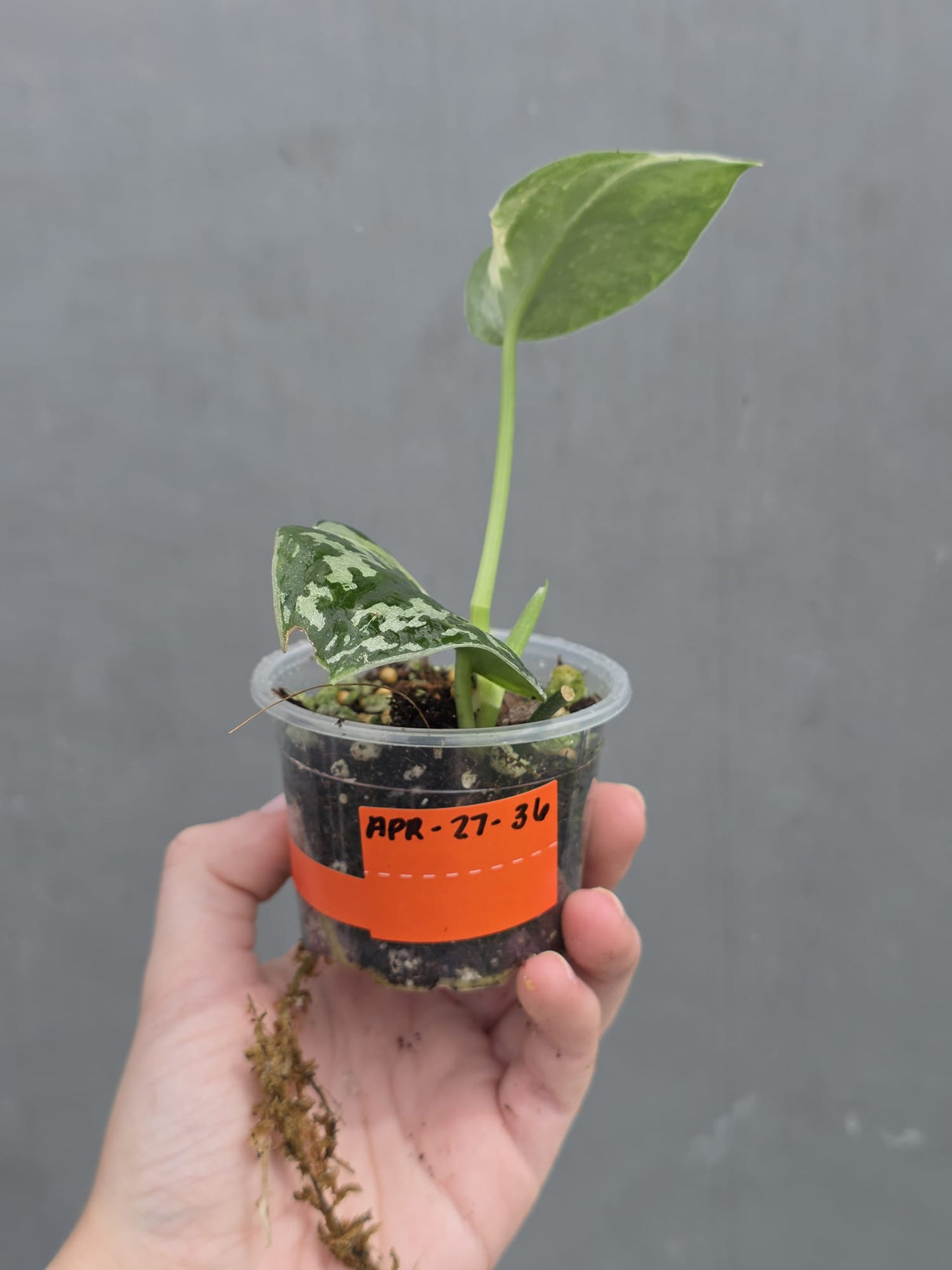 Variegated Scindapsus Mayari - Rare Collector Plant - EXACT Same Plant - US Seller