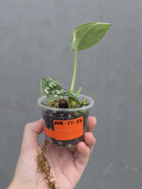 Variegated Scindapsus Mayari - Rare Collector Plant - EXACT Same Plant - US Seller