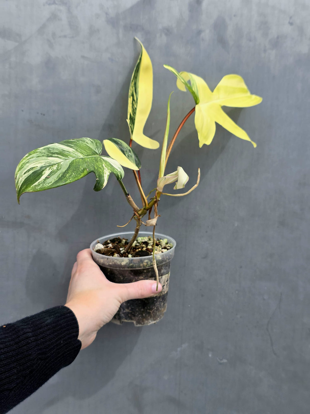 Variegated Philodendron Florida Beauty in a Nursery Pot - Rare Collector Plant - Exact Plant - US Seller