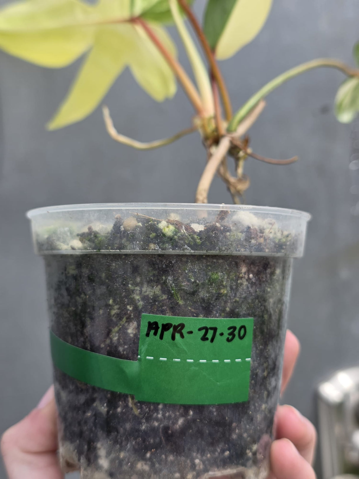 Variegated Philodendron Florida Beauty in a Nursery Pot - Rare Collector Plant - Exact Plant - US Seller