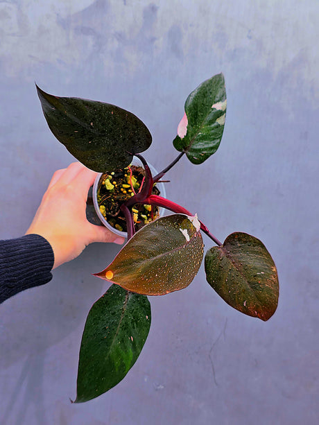 Philodendron Orange Princess Live Plant - Rare Collector Plant - Indoor Houseplant - Exact Plant - US Seller