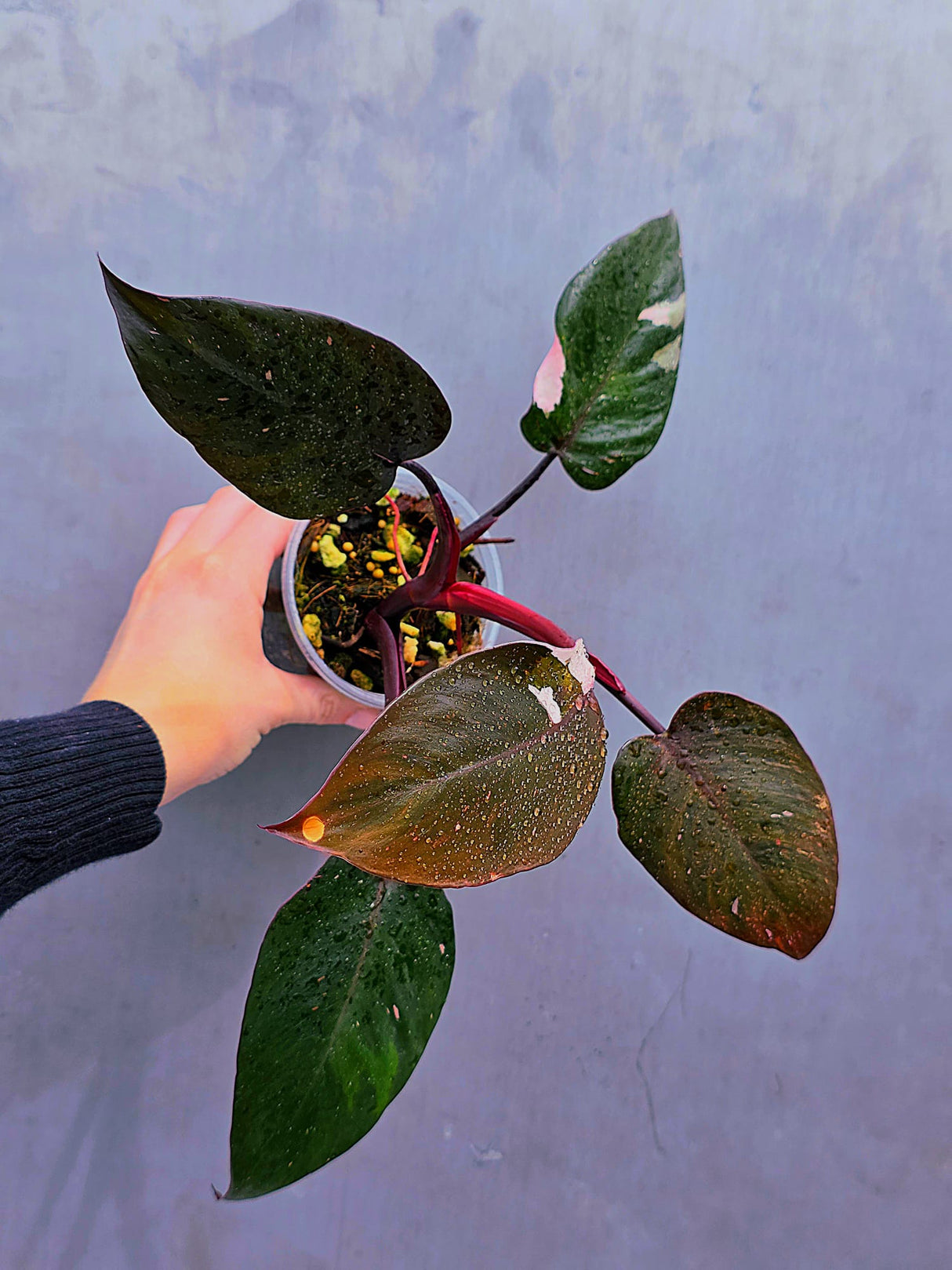 Philodendron Orange Princess Live Plant - Rare Collector Plant - Indoor Houseplant - Exact Plant - US Seller