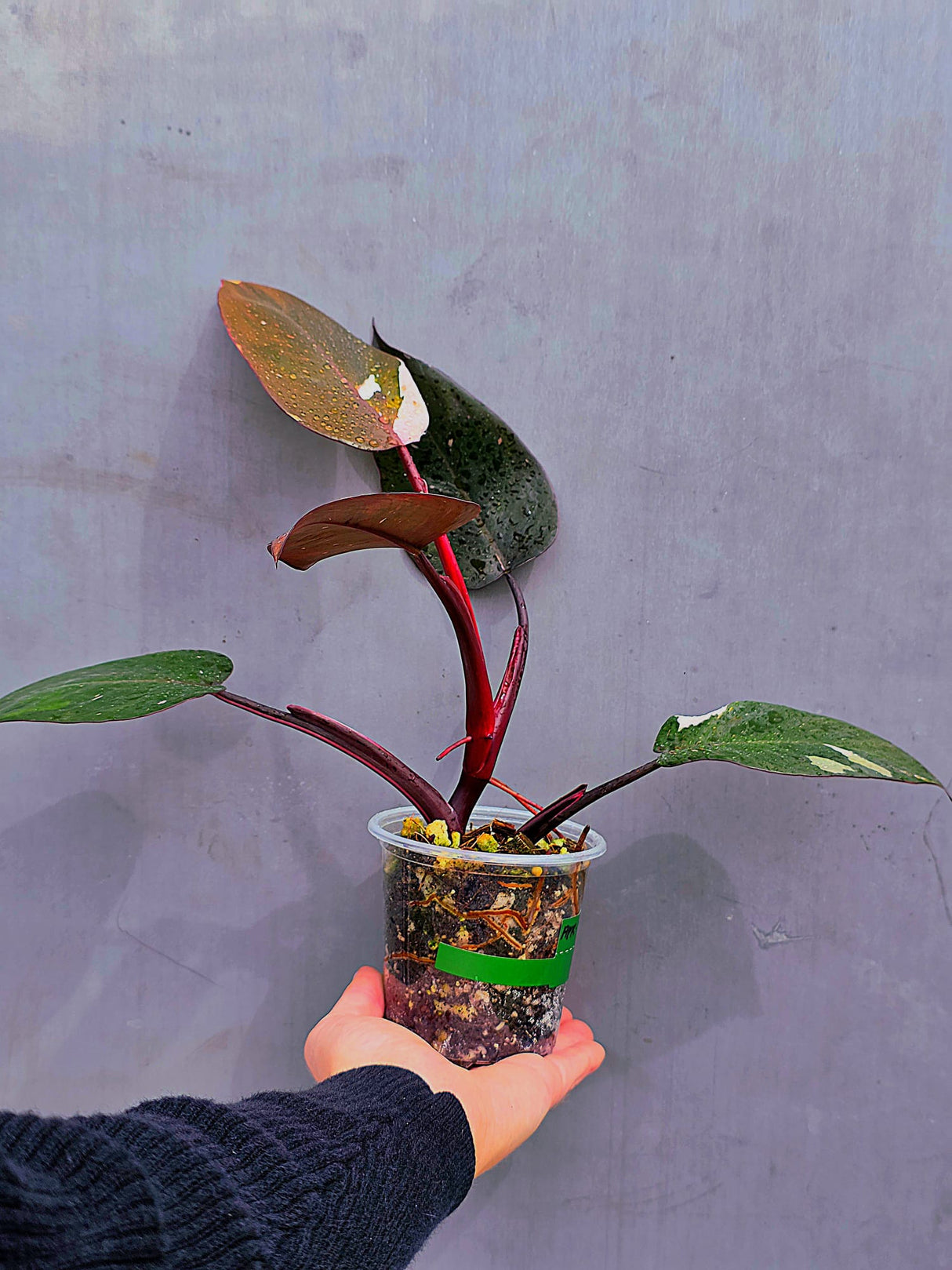 Philodendron Orange Princess Live Plant - Rare Collector Plant - Indoor Houseplant - Exact Plant - US Seller