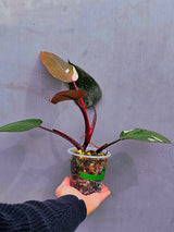 Philodendron Orange Princess Live Plant - Rare Collector Plant - Indoor Houseplant - Exact Plant - US Seller