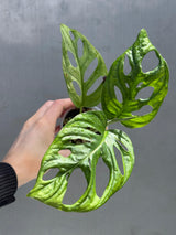 Reverted White Monstera Adansonii Albo - Rare Collector Swiss Cheese Plant - Exact Plant - US Seller