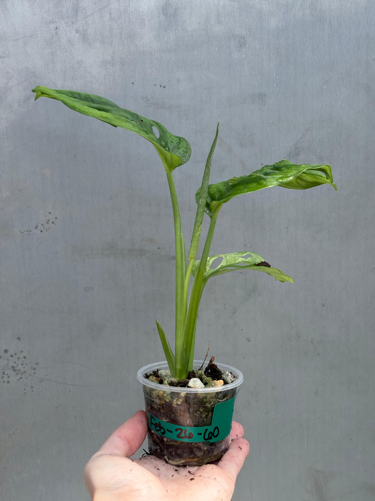 Reverted White Monstera Adansonii Albo - Rare Collector Swiss Cheese Plant - Exact Plant - US Seller