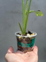 Reverted White Monstera Adansonii Albo - Rare Collector Swiss Cheese Plant - Exact Plant - US Seller