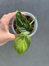Scindapsus Jade Satin Variegated Plant - Rare Tropical - EXACT Plant - US Seller