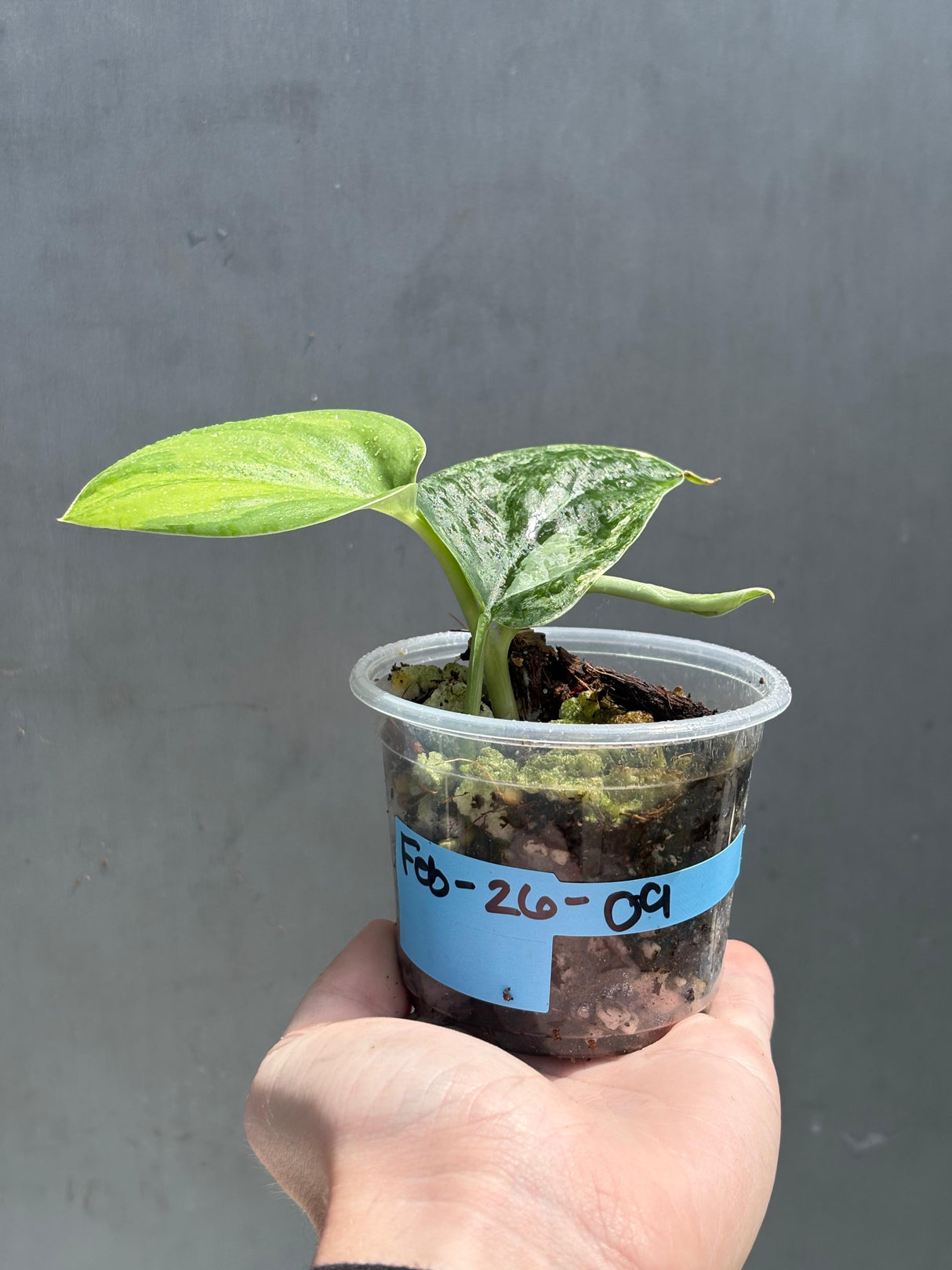 Scindapsus Jade Satin Variegated Plant - Rare Tropical - EXACT Plant - US Seller