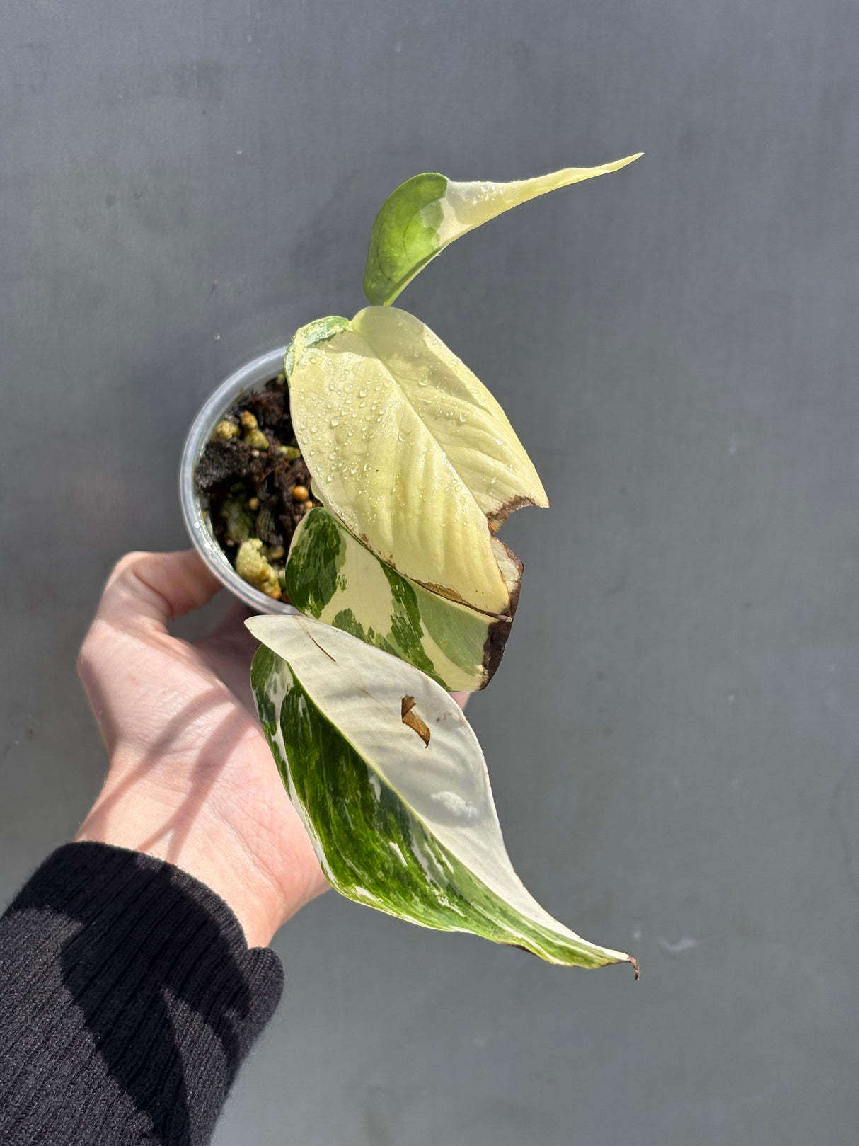 High Variegated Monstera Lechleriana Plant - Rare Live Indoor Plant - Same Plant