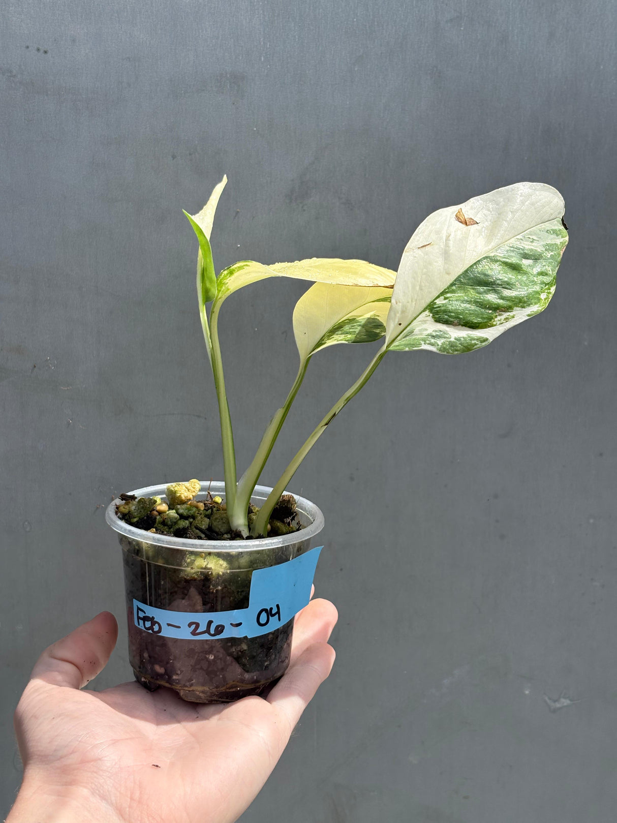 High Variegated Monstera Lechleriana Plant - Rare Live Indoor Plant - Same Plant
