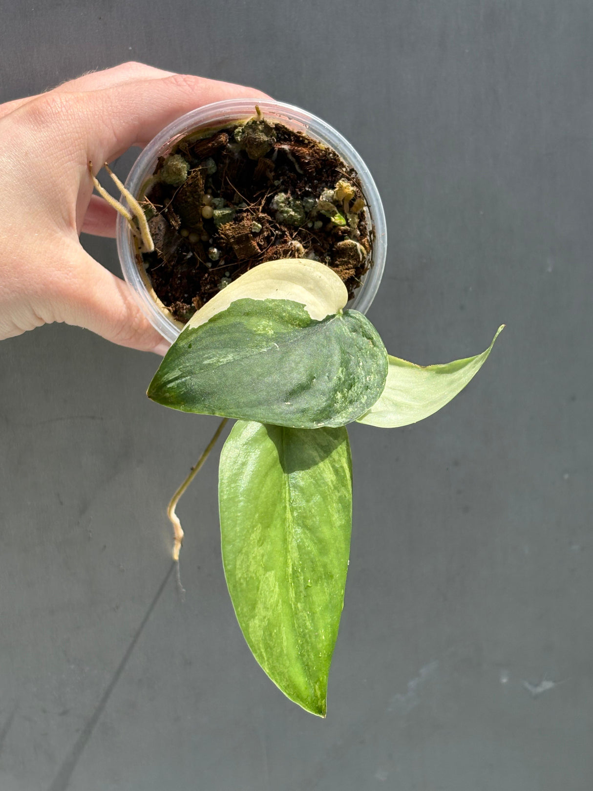 Scindapsus Jade Satin Variegated Plant - Rare Tropical - EXACT Plant - US Seller