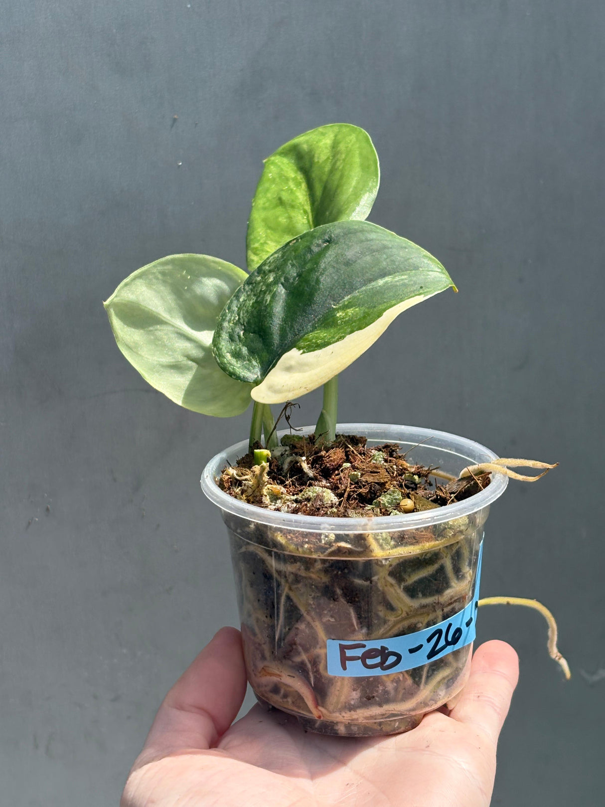 Scindapsus Jade Satin Variegated Plant - Rare Tropical - EXACT Plant - US Seller