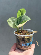 Scindapsus Jade Satin Variegated Plant - Rare Tropical - EXACT Plant - US Seller