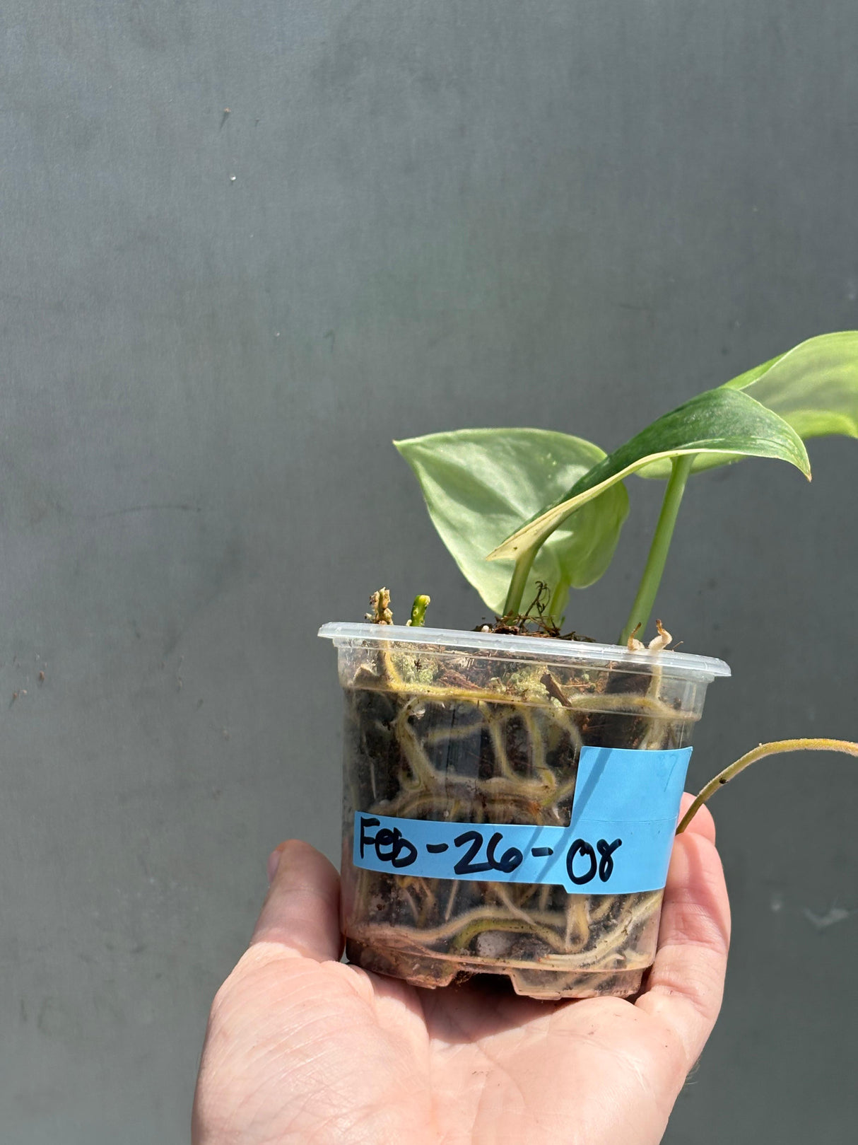 Scindapsus Jade Satin Variegated Plant - Rare Tropical - EXACT Plant - US Seller