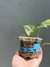 Scindapsus Jade Satin Variegated Plant - Rare Tropical - EXACT Plant - US Seller