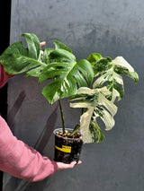 Variegated Monstera Albo Live Plant - White Albo Borsigiana - Rare Collector Plant - EXACT Plant - US Seller
