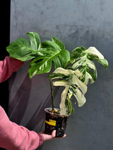 Variegated Monstera Albo Live Plant - White Albo Borsigiana - Rare Collector Plant - EXACT Plant - US Seller