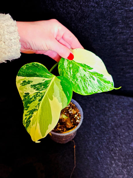 Variegated Monstera Albo - Rare White Monstera Borsigiana Baby Leaf EXACT Same Plant - US Seller