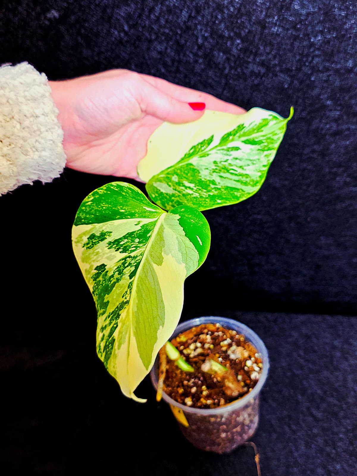 Variegated Monstera Albo - Rare White Monstera Borsigiana Baby Leaf EXACT Same Plant - US Seller