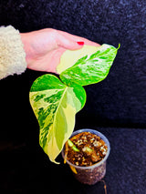 Variegated Monstera Albo - Rare White Monstera Borsigiana Baby Leaf EXACT Same Plant - US Seller