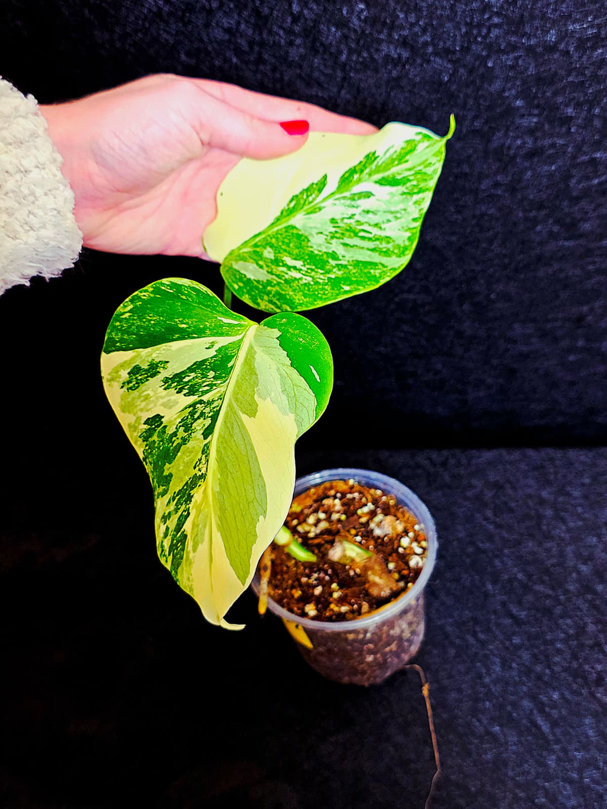 Variegated Monstera Albo - Rare White Monstera Borsigiana Baby Leaf EXACT Same Plant - US Seller