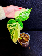 Variegated Monstera Albo - Rare White Monstera Borsigiana Baby Leaf EXACT Same Plant - US Seller