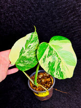 Variegated Monstera Albo - Rare White Monstera Borsigiana Baby Leaf EXACT Same Plant - US Seller