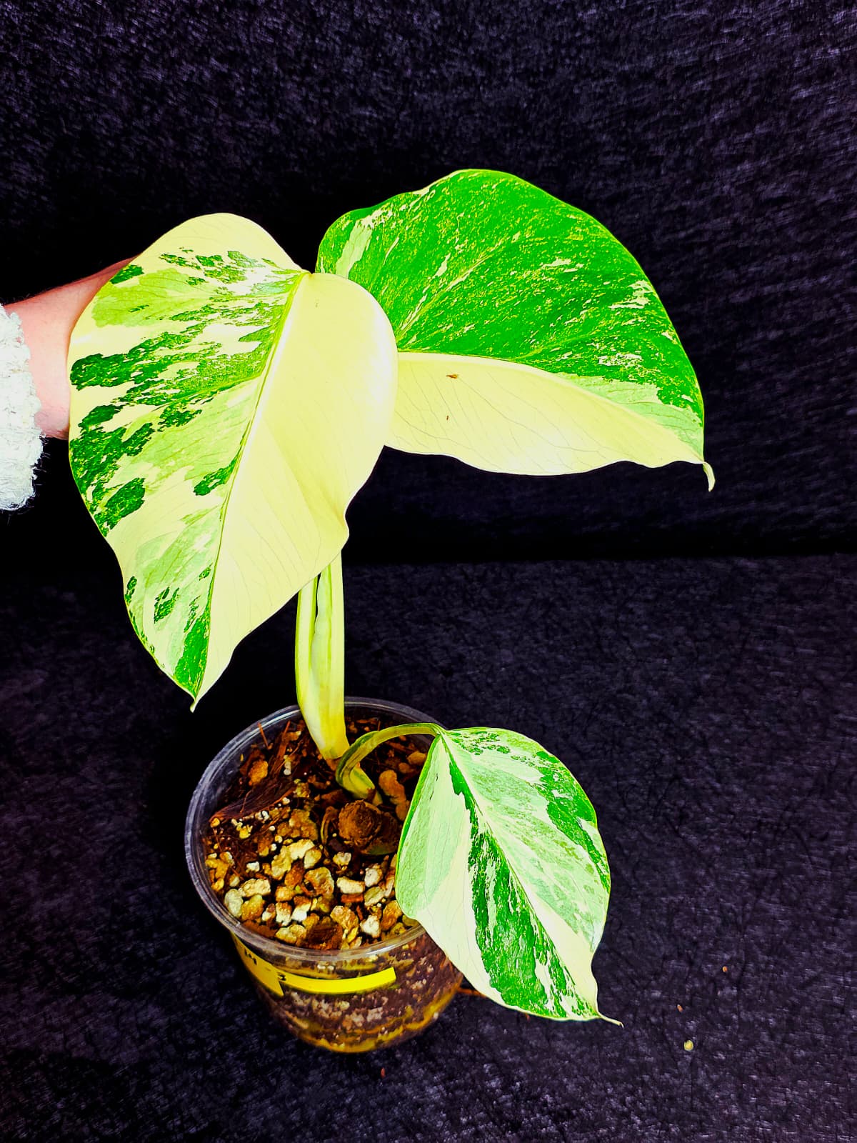Variegated Monstera Albo - Rare White Monstera Borsigiana Baby Leaf EXACT Plant - US Seller
