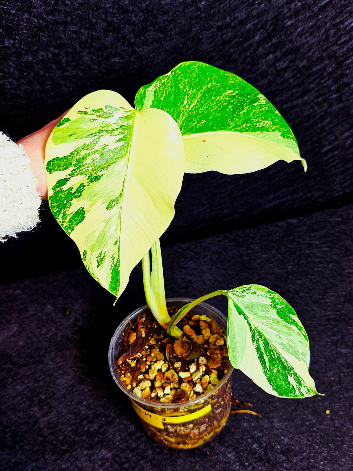 Variegated Monstera Albo - Rare White Monstera Borsigiana Baby Leaf EXACT Plant - US Seller