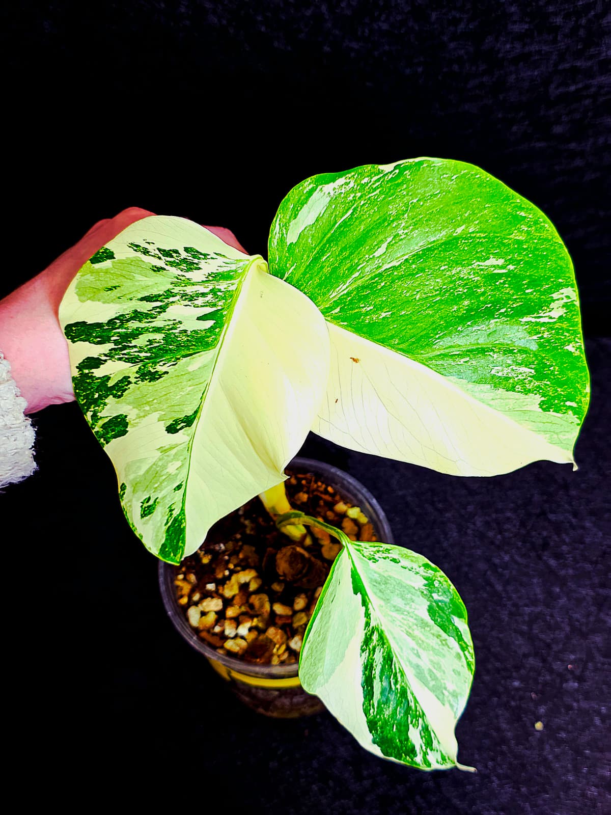 Variegated Monstera Albo - Rare White Monstera Borsigiana Baby Leaf EXACT Plant - US Seller